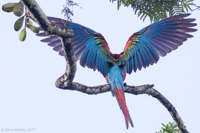 Red-and-green Macaw