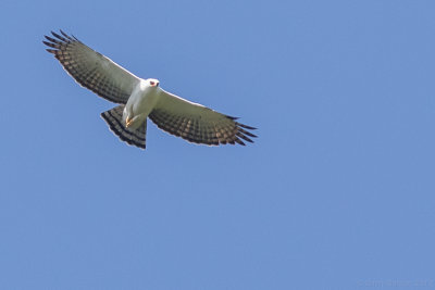 Black-and-white Hawk-Eagle