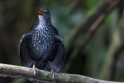 Silvered Antbird