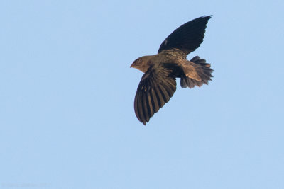 Short-tailed Swift