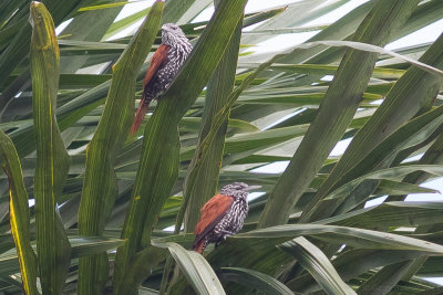 Point-tailed Palm-Creeper