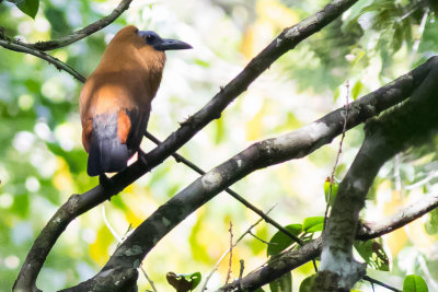 Capuchinbird