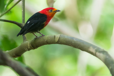 Crimson-hooded Manakin