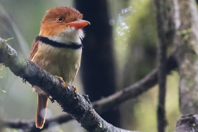 Collared Puffbird