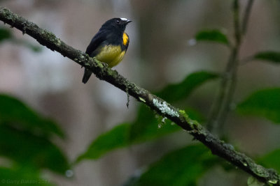 White-fronted Manakin, male