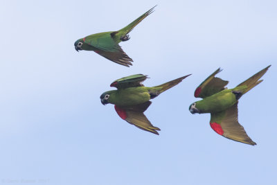 Northern Red-shouldered Macaw