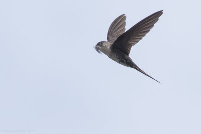 Neotropical Palm-Swift