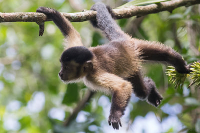 Brown Capuchin Monkey