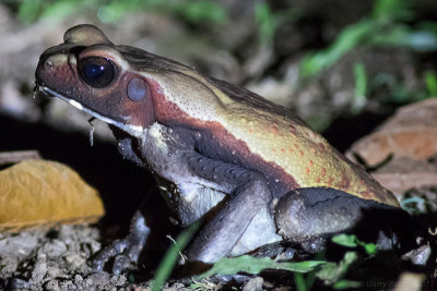 Smooth-sided Toad