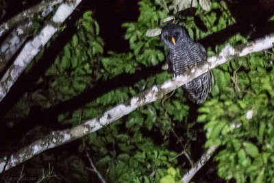 Black-banded Owl