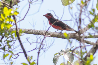 Crimson Fruitcrow, immature