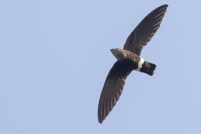 Mottled Spinetail (Telacanthura ussheri)