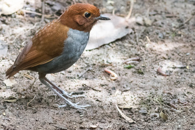 Bicolored Antpitta