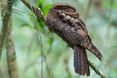 Collared Nightjar (Gactornis enarratus)