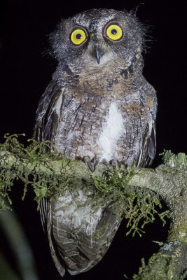 Rainforest Scops Owl (Otus rutilus)