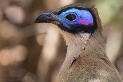 Giant Coua (Coua gigas)