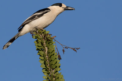 Hook-billed Vanga (Vanga curvirostris)