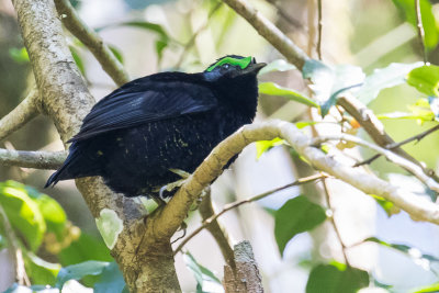 Velvet Asity (Philepitta castanea)