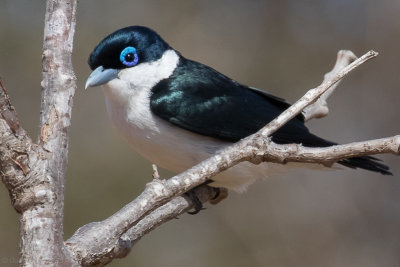 Chabert Vanga (Leptopterus chabert)