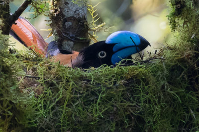 Helmet Vanga (Euryceros prevostii)