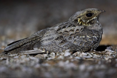 Madagascan Nightjar (Caprimulgus madagascariensis)