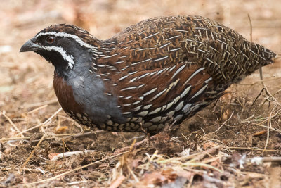 Madagascan Partridge (Margaroperdix madagarensis)