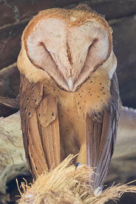 Red Owl (Tyto soumagnei)