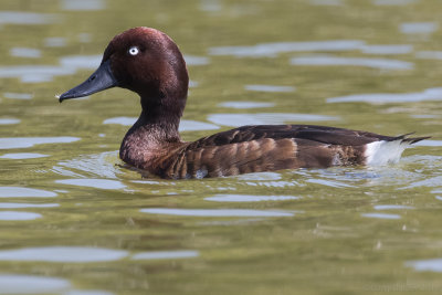 Madagascan Pochard (Aythya innotata)