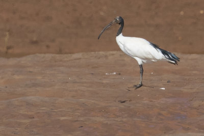 Malagasy Sacred Ibis (Threskiornis bernieri)