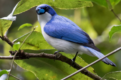 Blue Vanga (Cyanolanius madagascarinus)