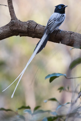 Malagasy Paradise Flycatcher (Terpsiphone mutata)