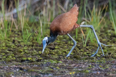Madagascan Jacana (Actophilornis albinucha)