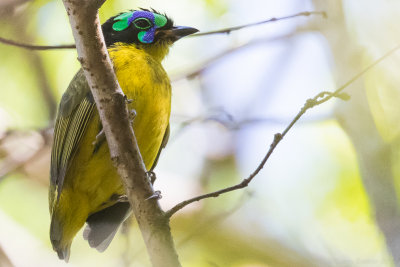 Schlegel's Asity (Philepitta schlegeli)
