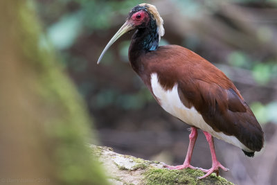 Madagascan Ibis (Lophotibis cristata)