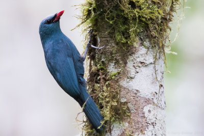 Nuthatch Vanga (Hypositta corallirostris)