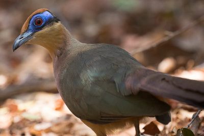 Red-capped Coua (Coua ruficeps)