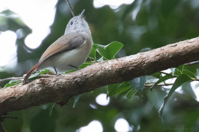 Red-tailed Newtonia (Newtonia fanovanae)