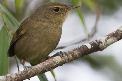 Malagasy Brush Warbler (Nesillas typica)