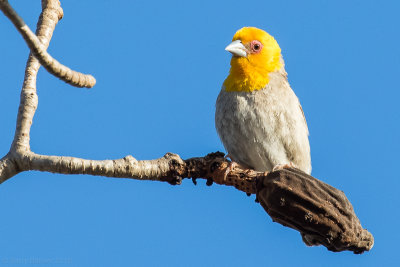 Sakalava Weaver (Ploceus sakalava)