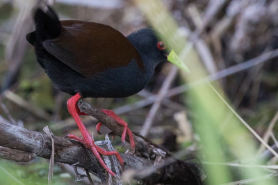 Sakalava Rail (Amaurornis olivieri)