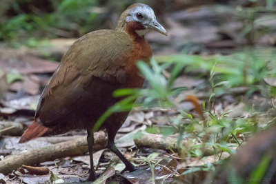 Madagascan Wood Rail (Canirallus kioloides)
