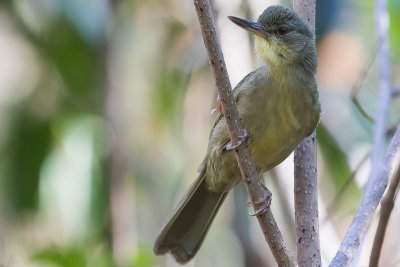 Long-billed Bernieria (Bernieria madagascariensis)
