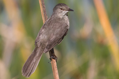 Madagascan Swamp Warbler (Acrocephalus newtoni)