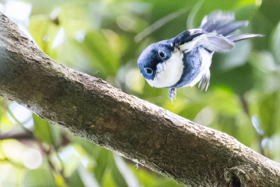 Ward's Flycatcher (Pseudobias wardi)