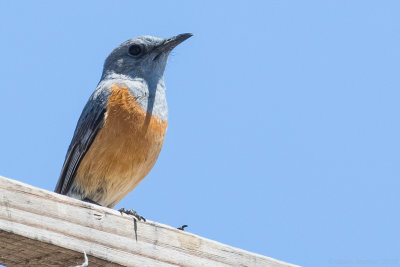 Littoral Rock Thrush (Monticola imerina)