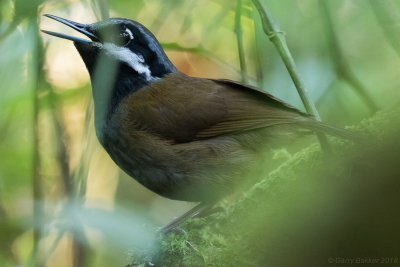 Crossley's Vanga (Mystacornis crossleyi)