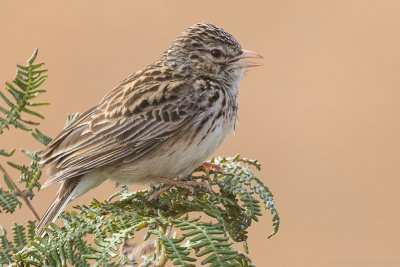 Madagascan Lark - Eremopterix hova