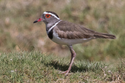 Three-banded Plover (Charadrius tricollaris bifrontatus)