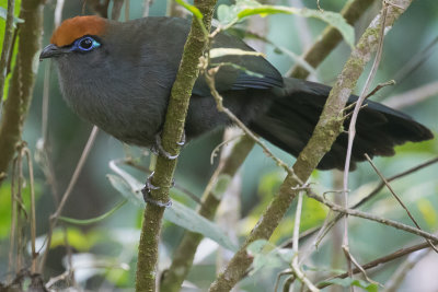Red-fronted Coua (Coua reynaudii)