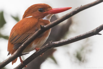 Madagascan Pygmy Kingfisher (Corythornis madagascariensis)